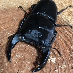 国産オオクワガタ　カブトムシ　ノコギリ　ミヤマクワガタ
　ヒラタの画像