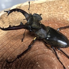 国産オオクワガタ　カブトムシ　ノコギリ　ミヤマクワガタ
　ヒラタの画像
