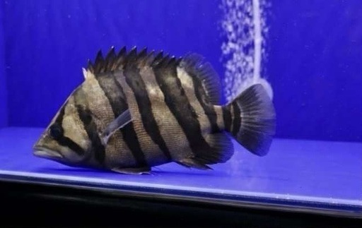 ダトニオプラスワン