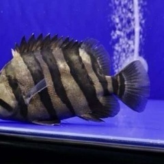 ダトニオプラスワンの画像