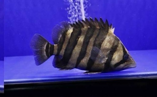 ダトニオプラスワン