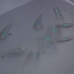 深海メダカ10匹の画像