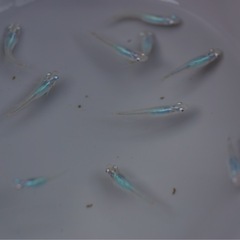 深海メダカ10匹の画像
