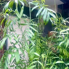観葉植物　セフリジヤシ　高さ２０５センチの画像
