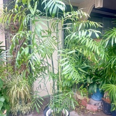 観葉植物　セフリジヤシ　高さ２０５センチの画像
