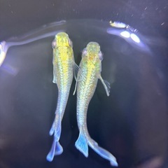 【夢龍メダカ】　エメキン　めだかの画像
