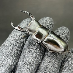 【お盆限定価格!】オオクワガタ♂単品58.6mmの画像