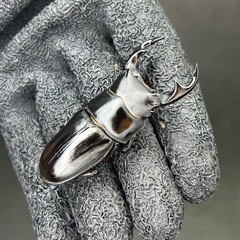 【お盆限定価格!】オオクワガタ♂単品58.6mmの画像