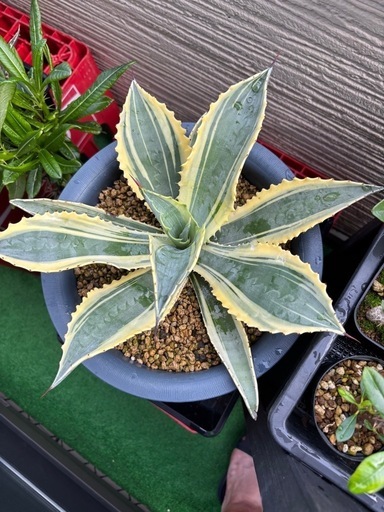 アガベ　サルミアナ　リップルエフェクト