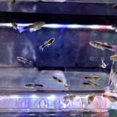 ①🐟️ドイツイエロータキシード（稚魚）10匹　700円の画像