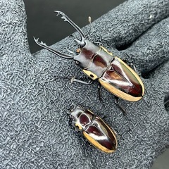 【ペア】ビゾンノコギリ♂♀ペア①の画像