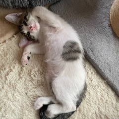 ⭐︎トライアル決まりました⭐︎エイズ白血病陰性　推定2ヶ月　女の子