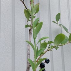 【取引中！】ブルーベリー3鉢の画像