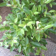 植木２個「鉢入り」差し上げますの画像