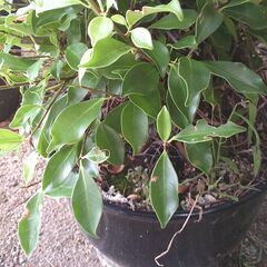 植木２個「鉢入り」差し上げますの画像