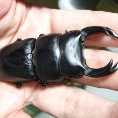 京都府産オオクワガタ F2 ♂73.7ミリ ♀47.7ミリ　ペアの画像