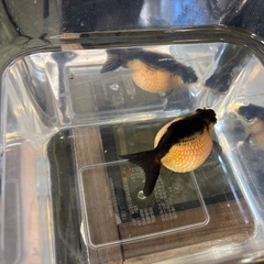 パンダ柄ピンポンパール・金魚
の画像