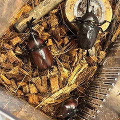 カブトムシ&クワガタの画像