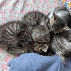 仔猫(4匹)里親募集