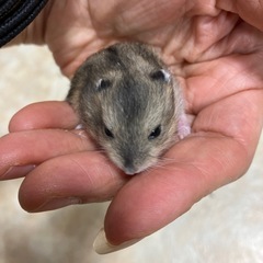 ジャンガリアンハムスター − 千葉県