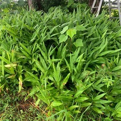 ミョウガ　茗荷　15個の画像
