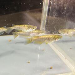 改良メダカ　金塊　若魚　4匹の画像