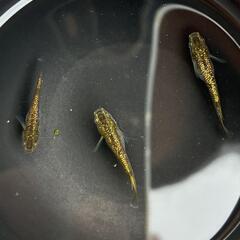 改良メダカ　金塊　若魚　4匹の画像