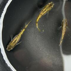 改良メダカ　金塊　若魚　4匹の画像
