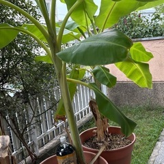 アイスクリームバナナの木（大）苗の画像