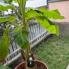 アイスクリームバナナの木（大）苗の画像