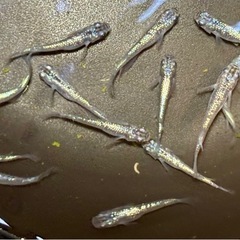 期間限定★わんぱくメダカ★ 　ネプチューン15匹+おまけの画像