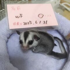 フクモモ　ホワイトフェイス　オス