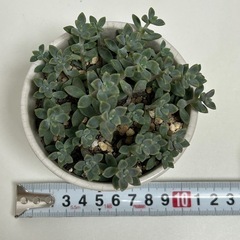 多肉植物　セダム　姫秀麗　の画像