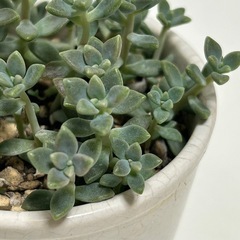 多肉植物　セダム　姫秀麗　の画像