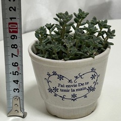多肉植物　セダム　姫秀麗　の画像