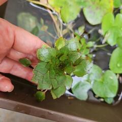 人気の水生植物・水草『ウォーターダイヤ2株』おまけにガガブタ1株差し上げますの画像