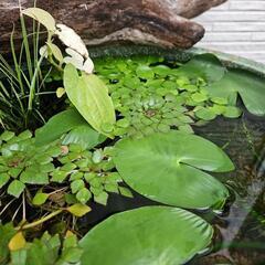 人気の水生植物・水草『ウォーターダイヤ2株』おまけにガガブタ1株差し上げますの画像