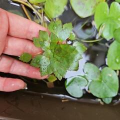 人気の水生植物・水草『ウォーターダイヤ2株』おまけにガガブタ1株差し上げますの画像