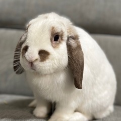 うさぎ　ホーランドロップ オス 里親募集してます