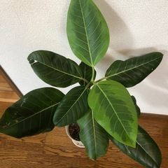 観葉植物🪴フィカス ・ アルティシマ(8月末までの価格)の画像