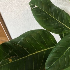 観葉植物🪴フィカス ・ アルティシマ(8月末までの価格)の画像