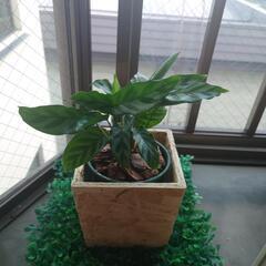 観葉植物1の画像