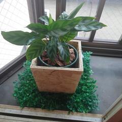 観葉植物1の画像