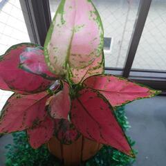 観葉植物2の画像