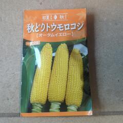 （新品）プランター類＋トウモロコシの種の画像