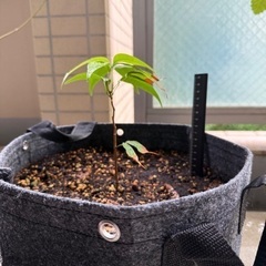 国産ライチの苗の画像