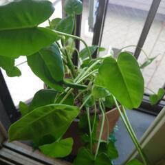 観葉植物3の画像