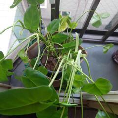 観葉植物3の画像
