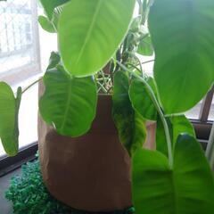 観葉植物3の画像