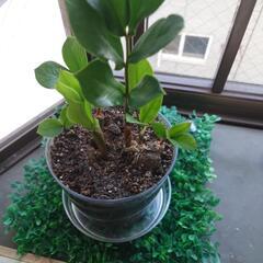 観葉植物4の画像